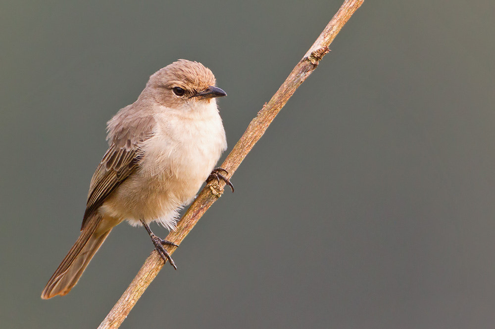 Canon EF 500mm F4L IS USM sample photo. Pale flycatcher (bradornis pallidus) photography