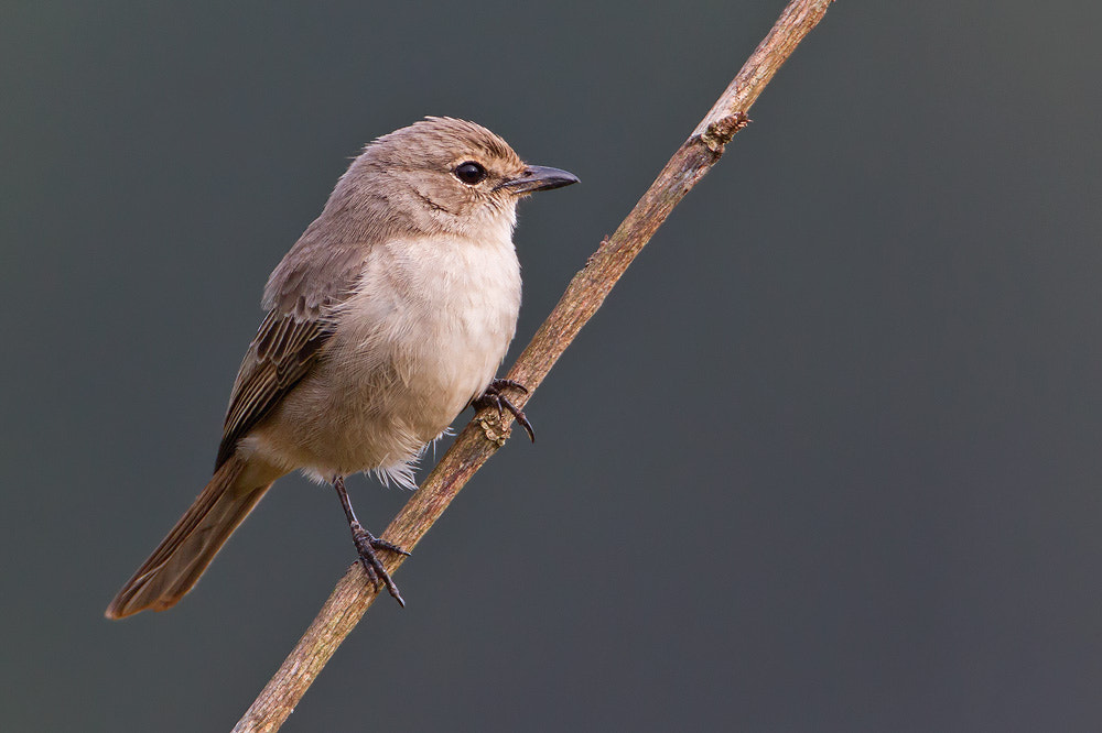 Canon EOS 7D + Canon EF 500mm F4L IS USM sample photo. Pale flycatcher (bradornis pallidus) photography