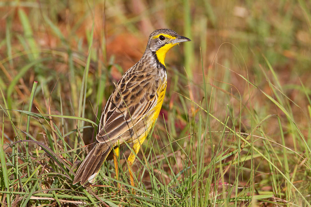Canon EOS 7D + Canon EF 500mm F4L IS USM sample photo. Yellow-throated longclaw photography