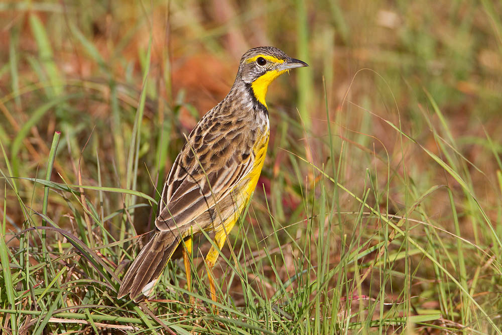 Canon EF 500mm F4L IS USM sample photo. Yellow-throated longclaw photography