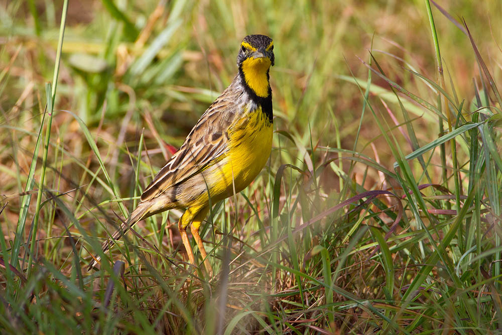 Canon EF 500mm F4L IS USM sample photo. Yellow-throated longclaw photography