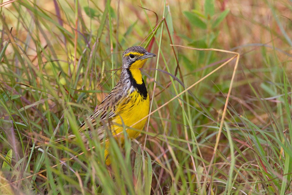Canon EF 500mm F4L IS USM sample photo. Yellow-throated longclaw photography