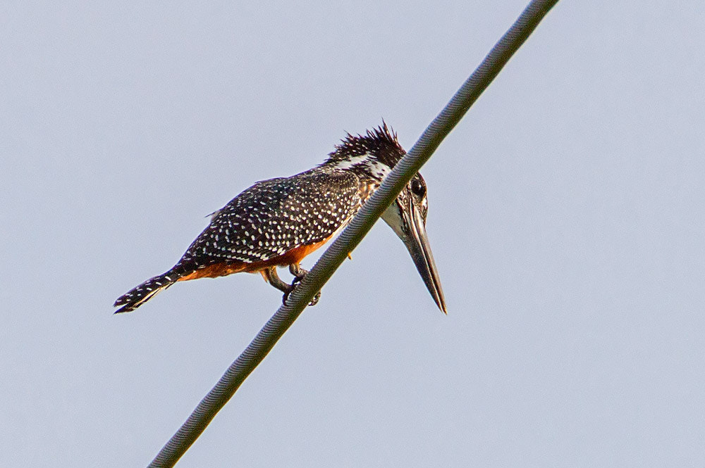 Canon EOS 7D + Canon EF 500mm F4L IS USM sample photo. Giant kingfisher photography