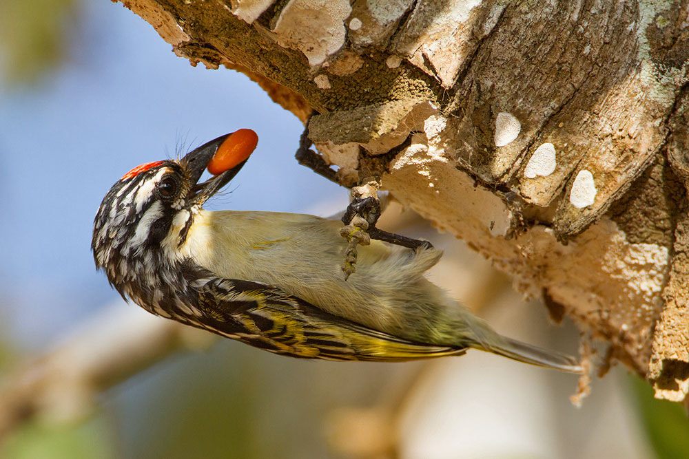 Canon EF 500mm F4L IS USM sample photo. Red-fronted tinkerbird photography