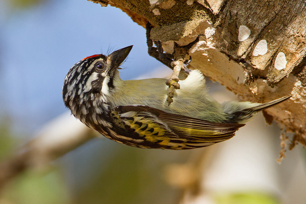 Canon EF 500mm F4L IS USM sample photo. Red-fronted tinkerbird photography