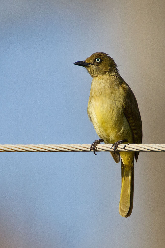 Canon EOS 7D + Canon EF 500mm F4L IS USM sample photo. Sombre greenbul photography