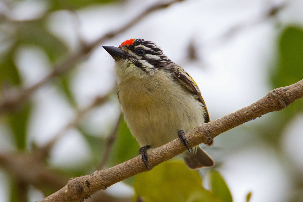 Canon EF 500mm F4L IS USM sample photo. Red-fronted tinkerbird photography