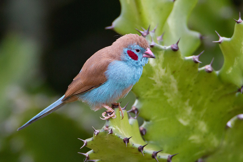 Canon EOS 7D + Canon EF 500mm F4L IS USM sample photo. Red-cheeked cordon-bleu photography