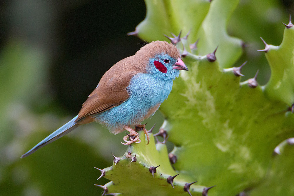 Canon EF 500mm F4L IS USM sample photo. Red-cheeked cordon-bleu photography