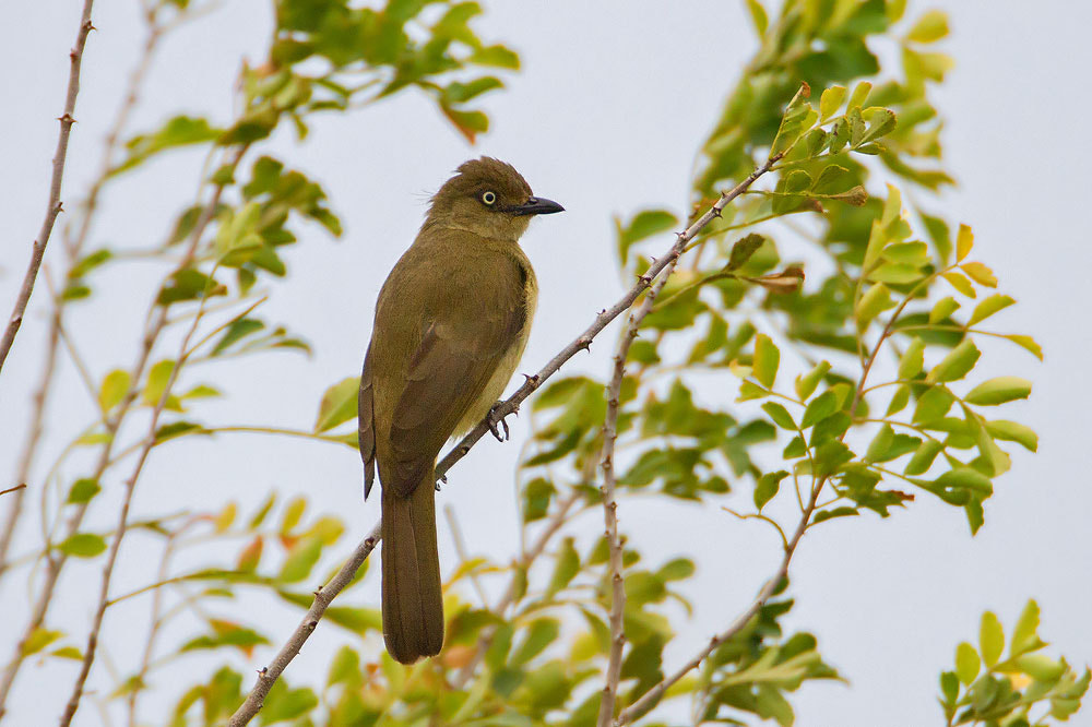 Canon EOS 7D + Canon EF 500mm F4L IS USM sample photo. Sombre greenbul photography