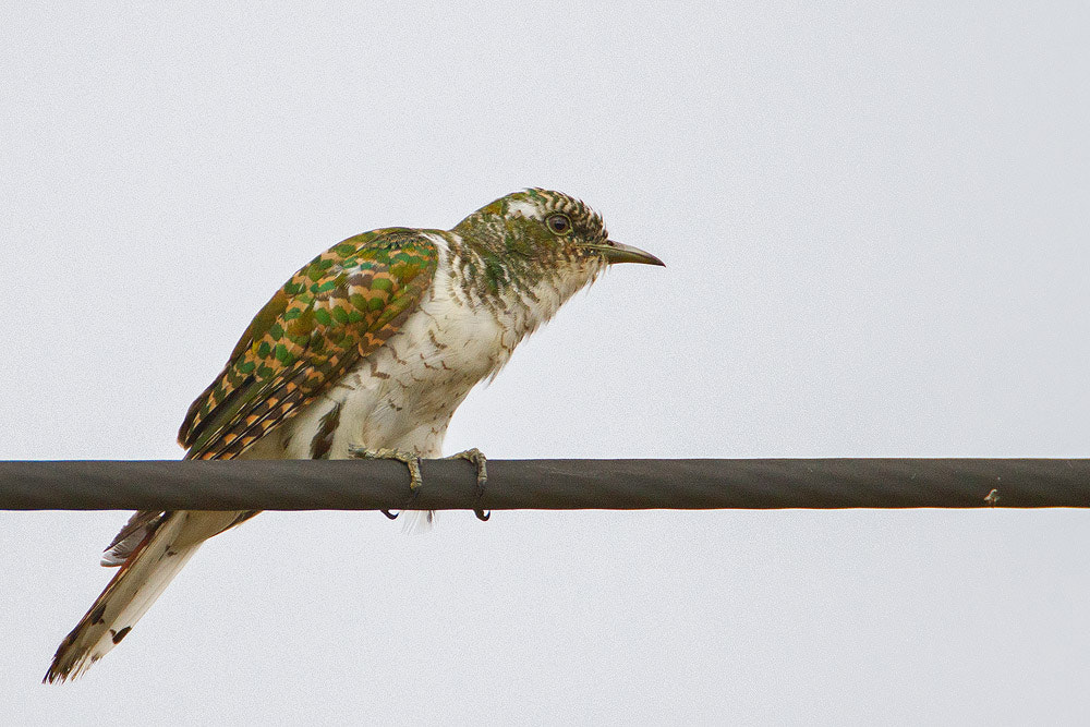 Canon EF 500mm F4L IS USM sample photo. Klaas's cuckoo photography