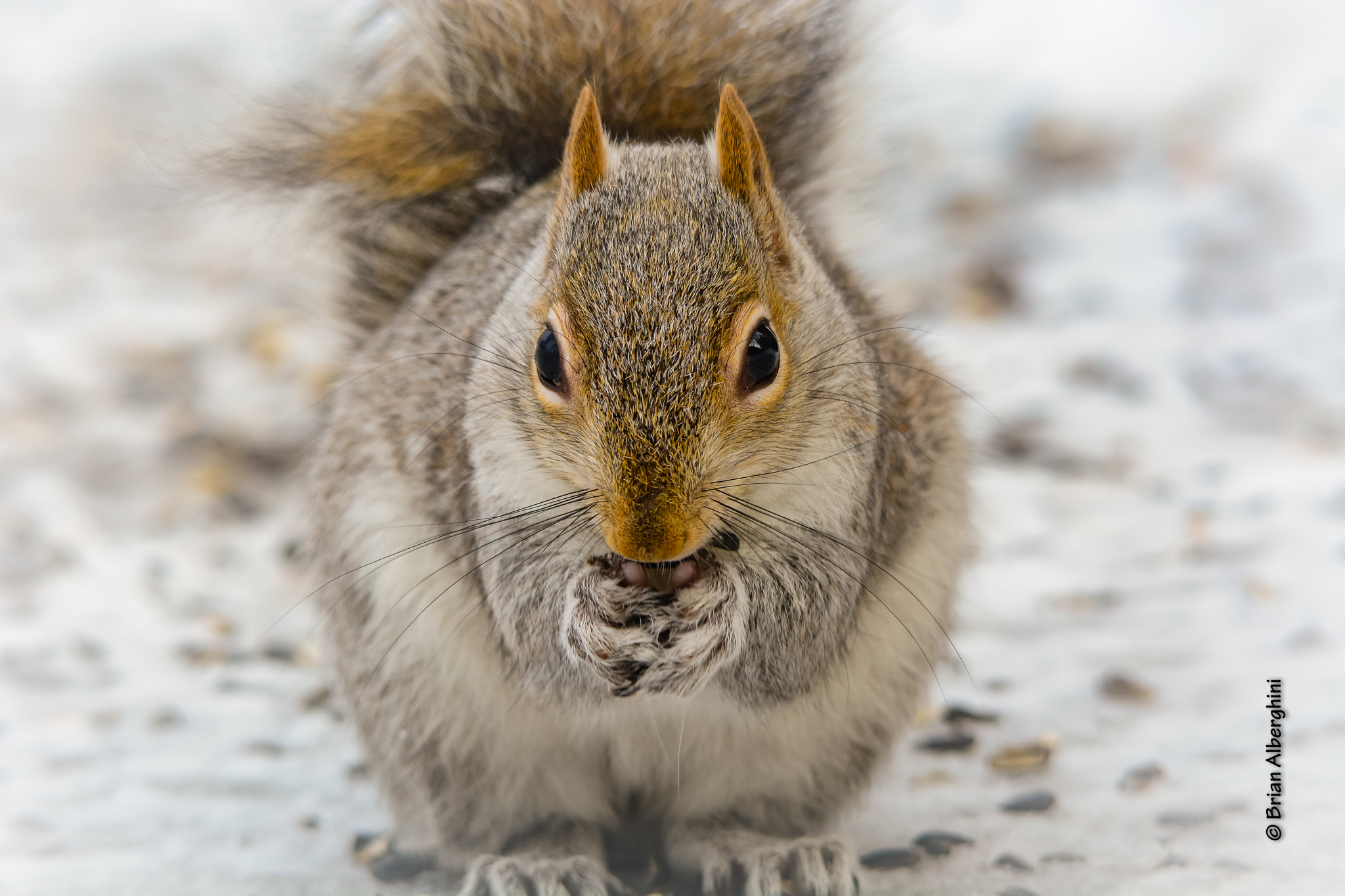 Sigma 150-500mm F5-6.3 DG OS HSM sample photo. Squirrel feast photography