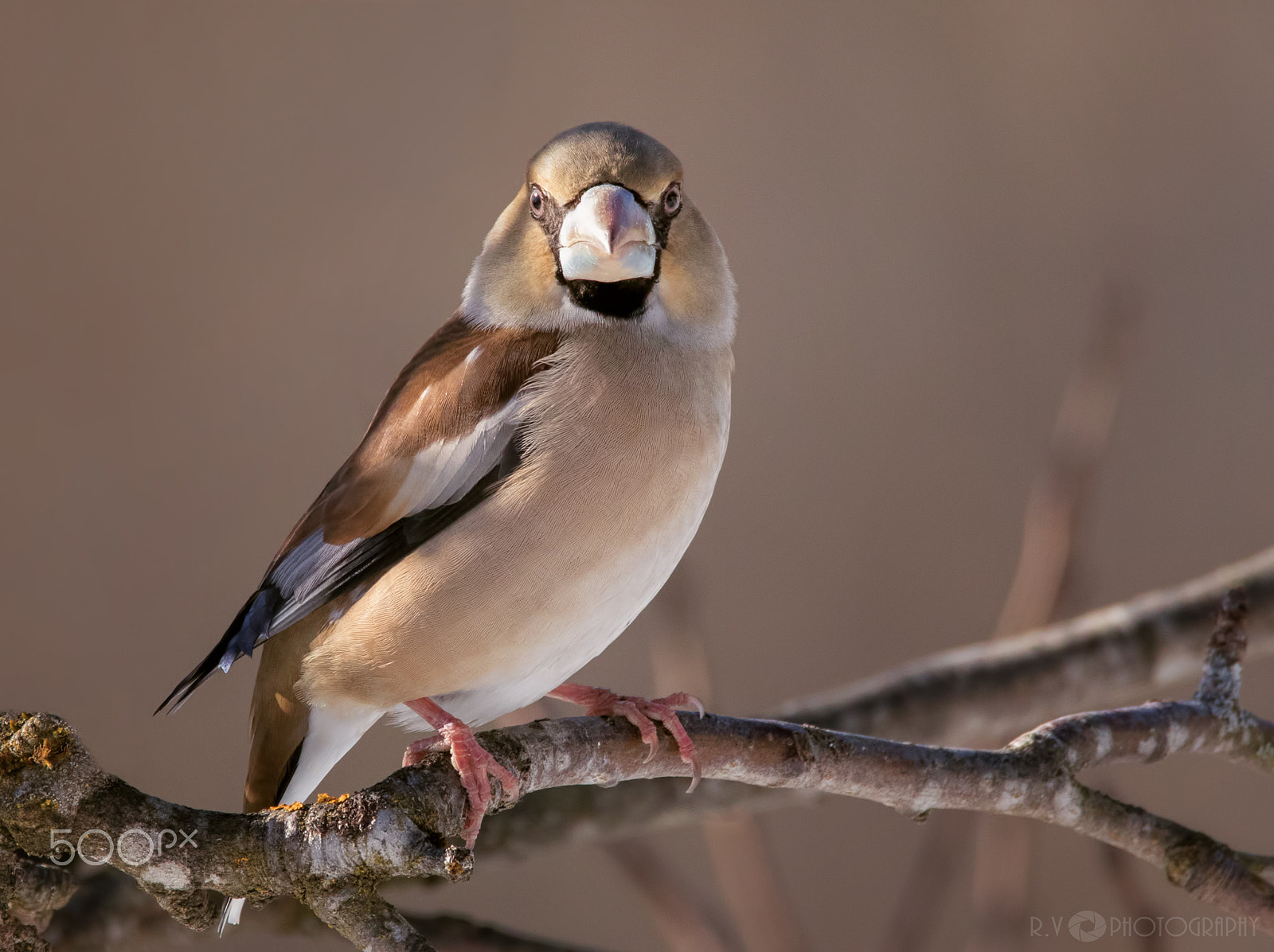 150-600mm F5-6.3 DG OS HSM | Contemporary 015 sample photo. Hawfinch photography
