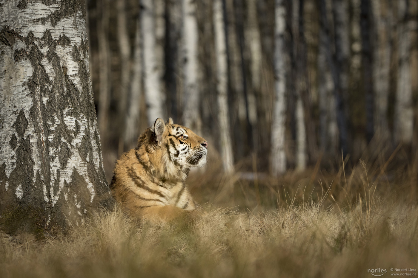 Canon EF 200-400mm F4L IS USM Extender 1.4x sample photo. Dreamer photography