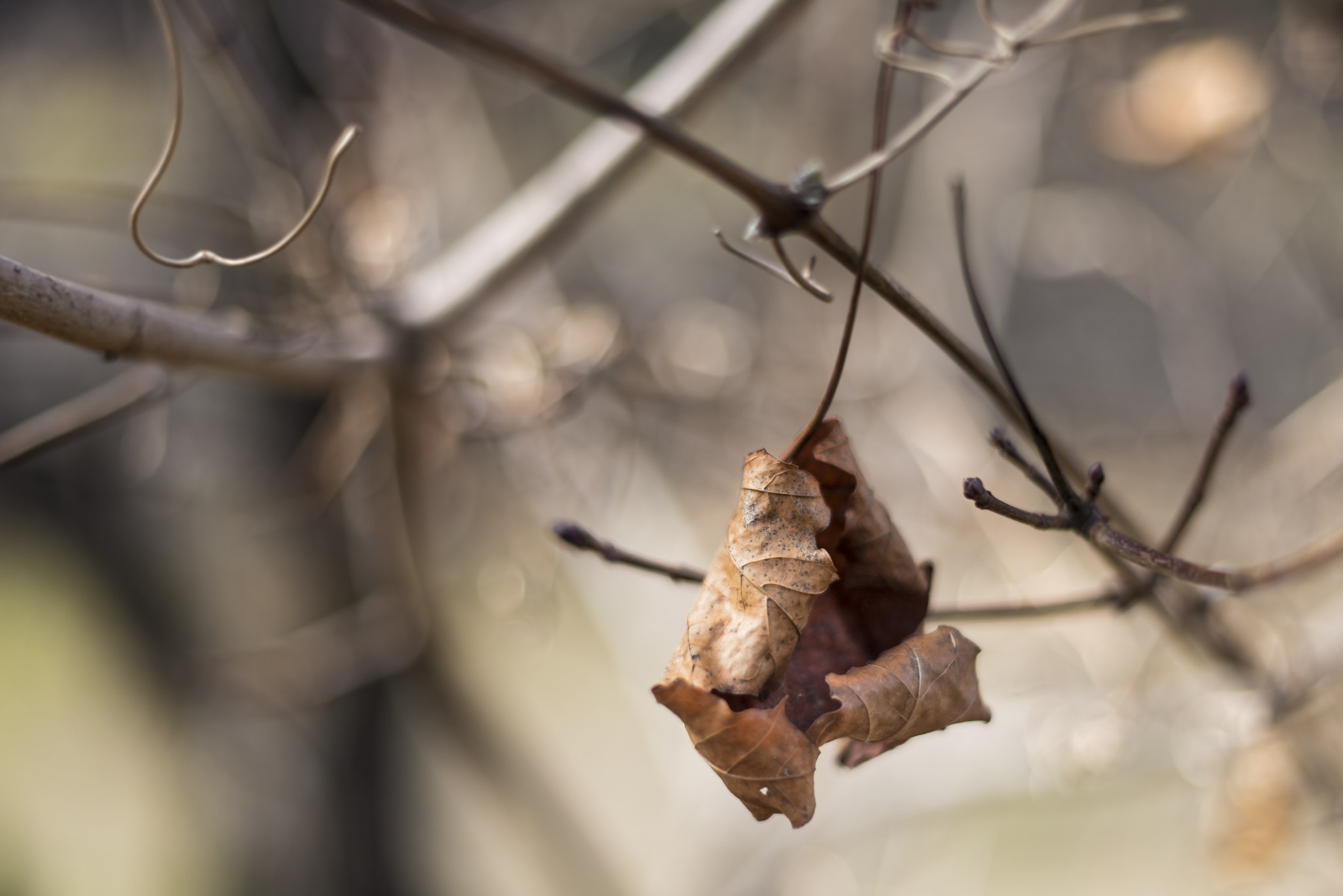 Nikon D810 + Nikon AF-S Nikkor 50mm F1.4G sample photo. Transformation photography
