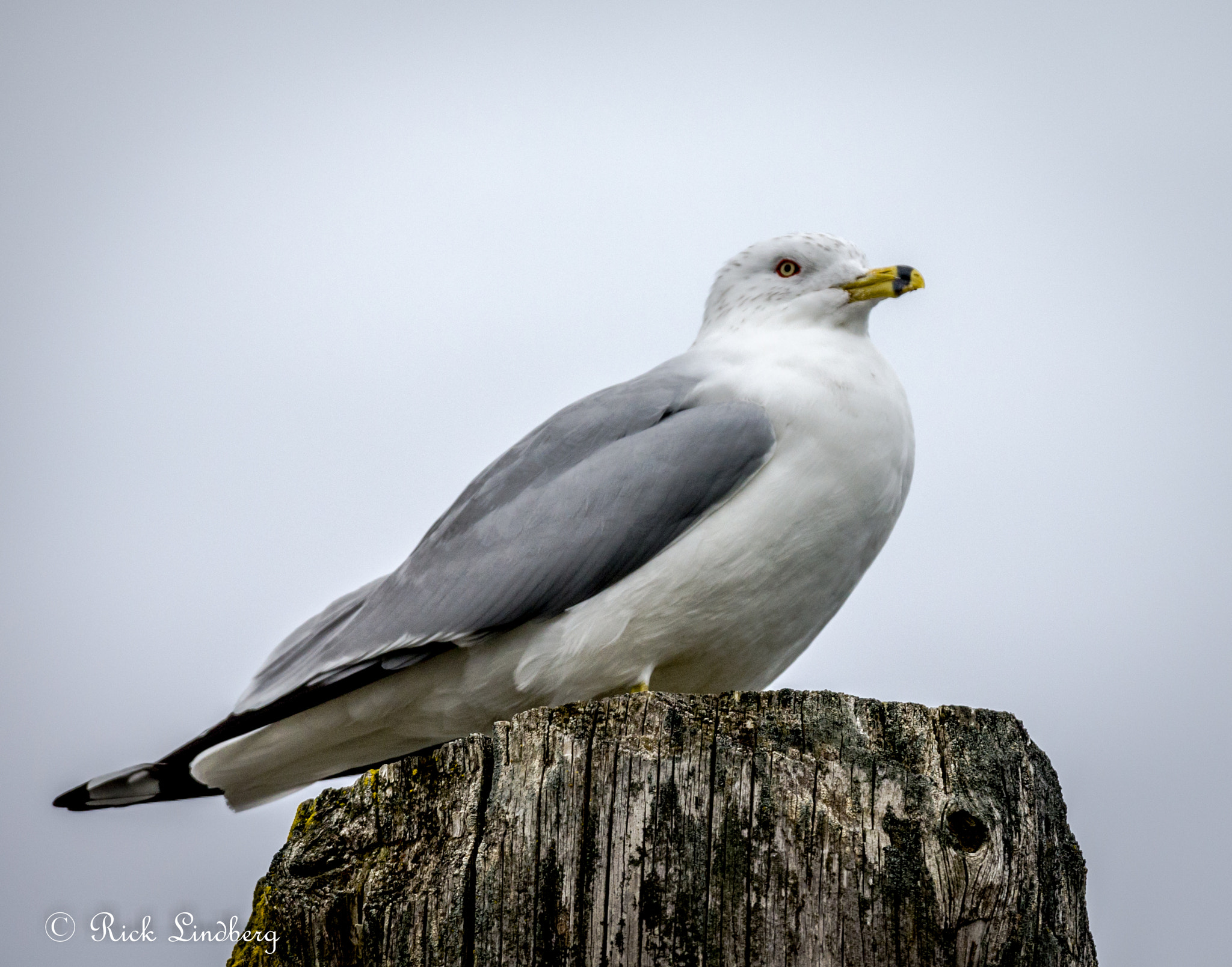 Pentax K-5 sample photo. Post dweller photography