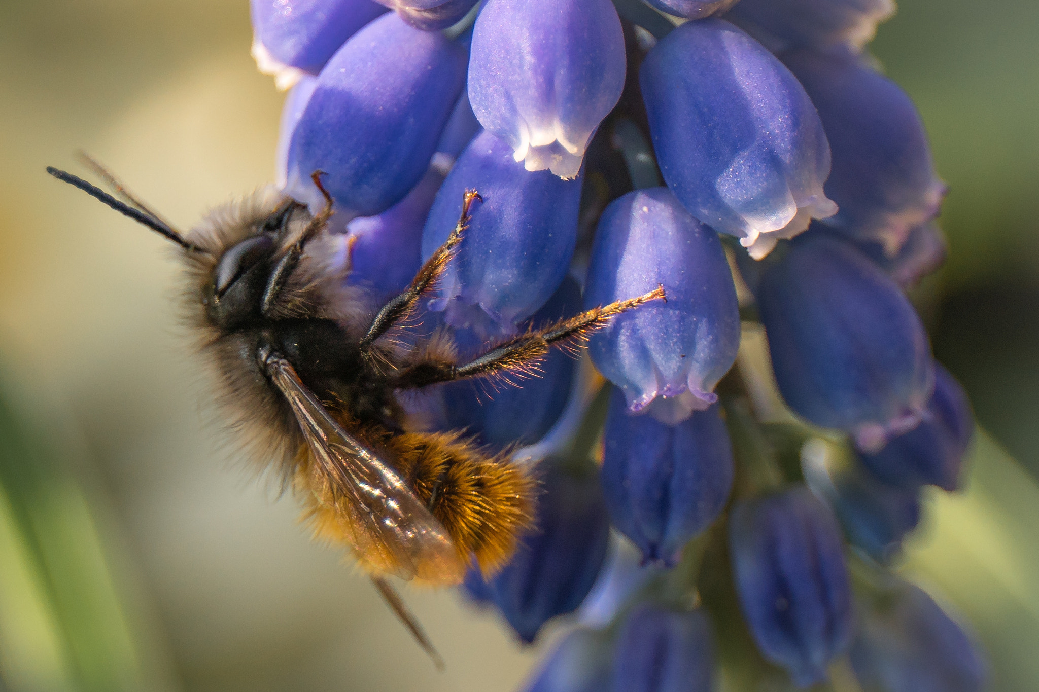 Sony a6300 + Canon EF 24-70mm F4L IS USM sample photo. Bee photography