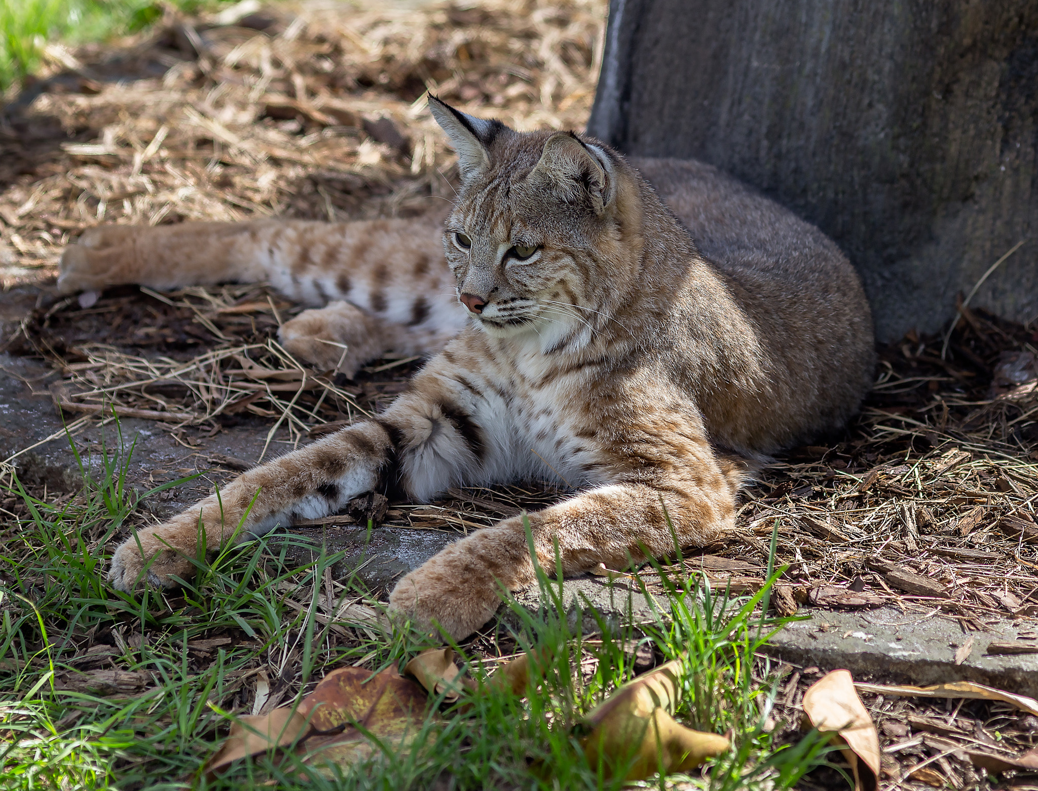 Canon EF 200mm F2.8L II USM sample photo. A comfy spot photography