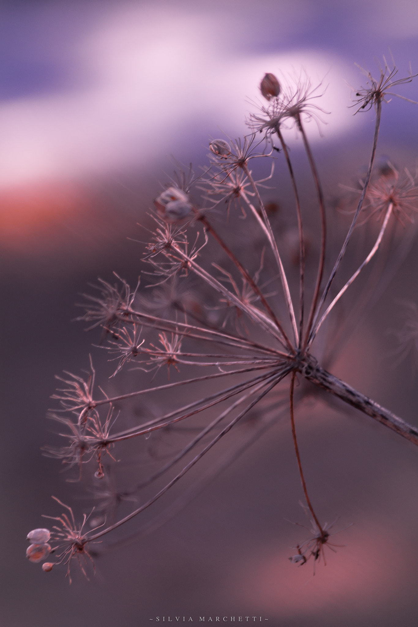 Canon EOS 1100D (EOS Rebel T3 / EOS Kiss X50) sample photo. ~ dancing in the moonlight ~ photography