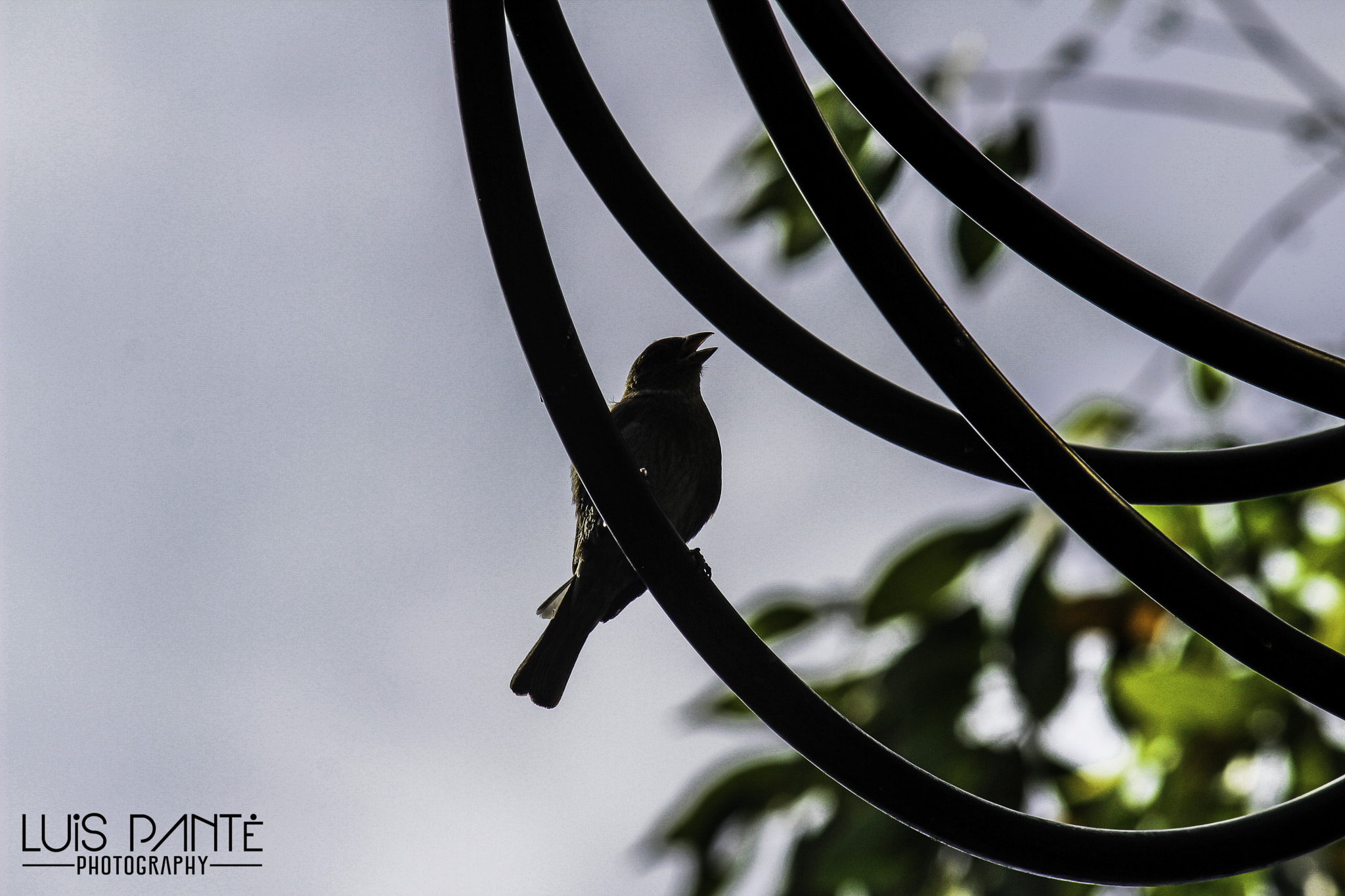 Canon EF-S 55-250mm F4-5.6 IS sample photo. Calling my love photography