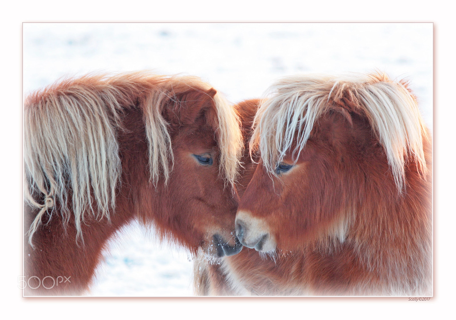 Canon EF 70-300mm F4-5.6 IS USM sample photo. Cold love photography