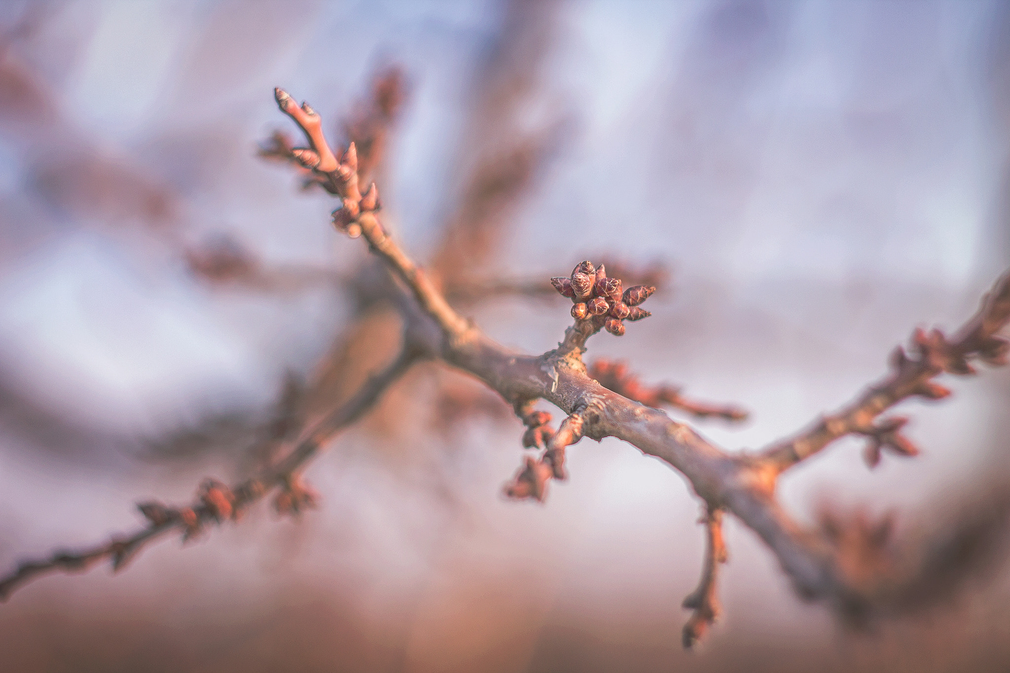 Canon EF 35-80mm f/4-5.6 sample photo. Img photography