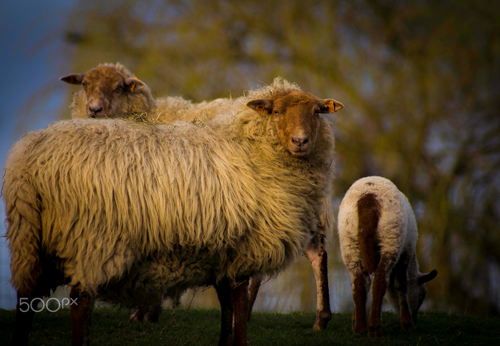Sony 75-300mm F4.5-5.6 sample photo. The sheep family ! photography