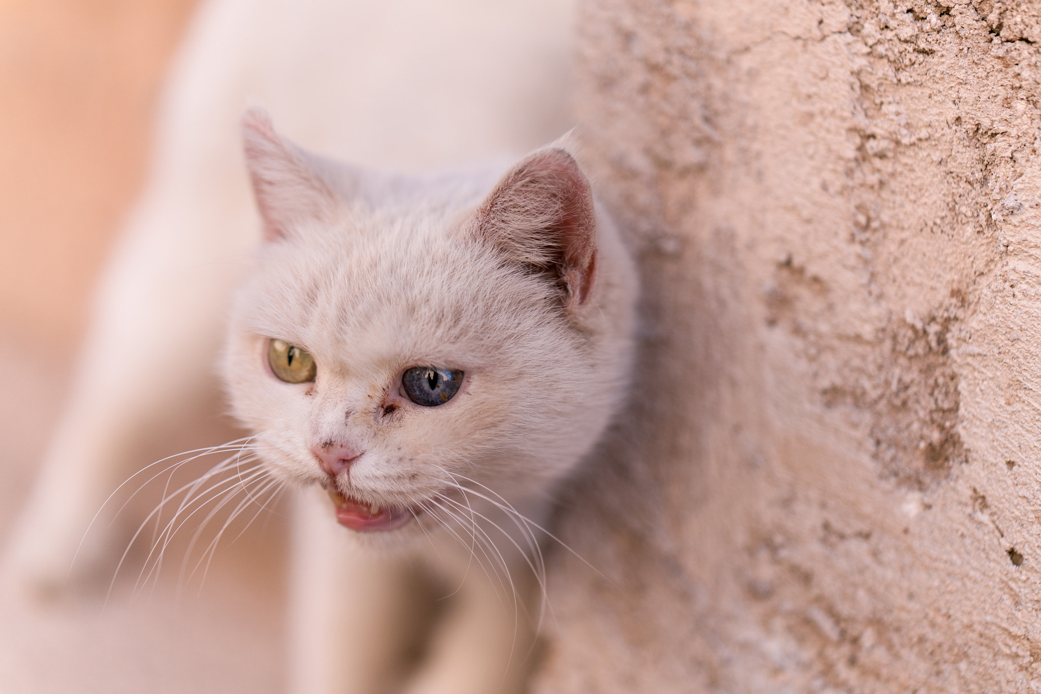 ZEISS Batis 85mm F1.8 sample photo. Cat photography