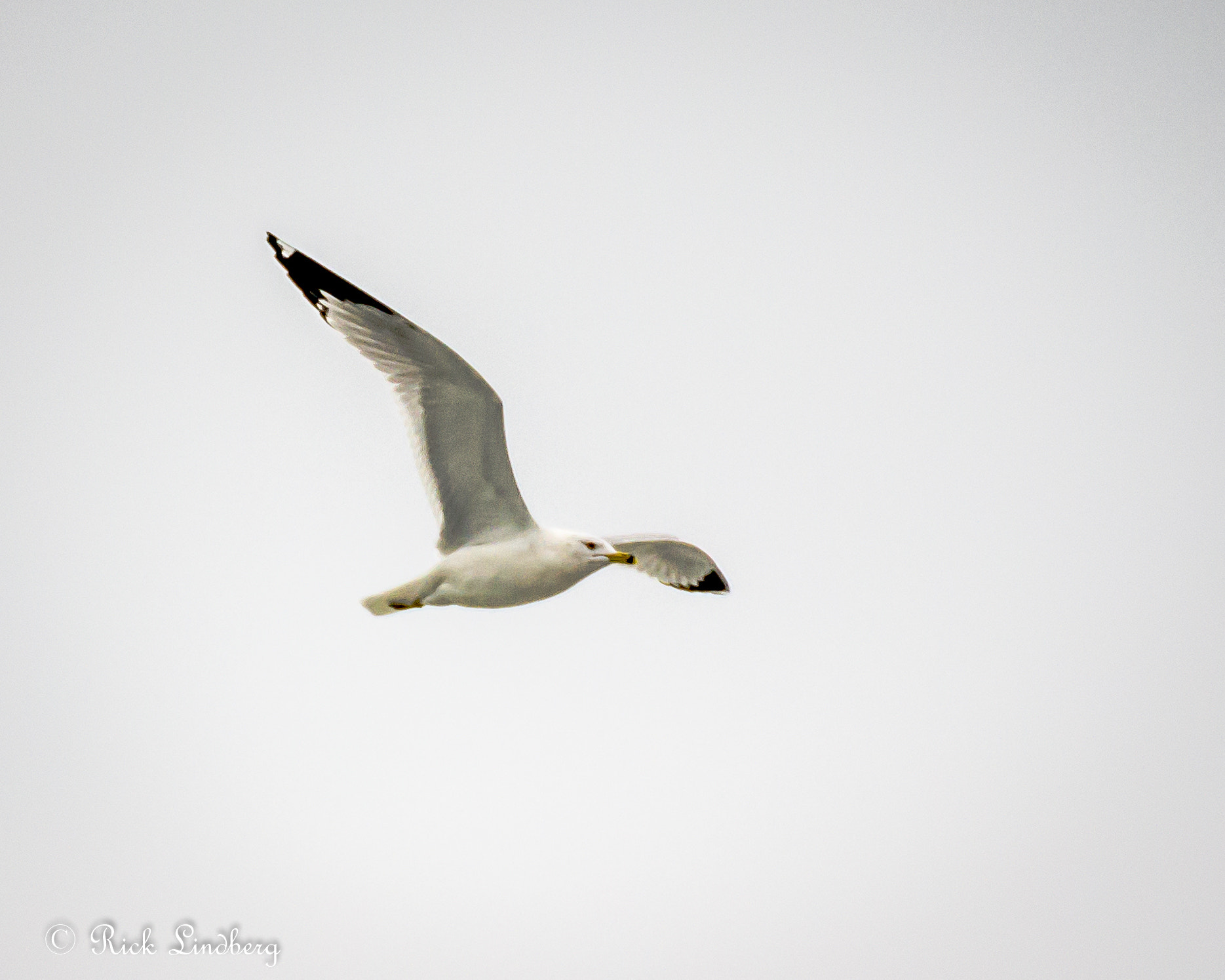Pentax K-5 sample photo. Flight photography
