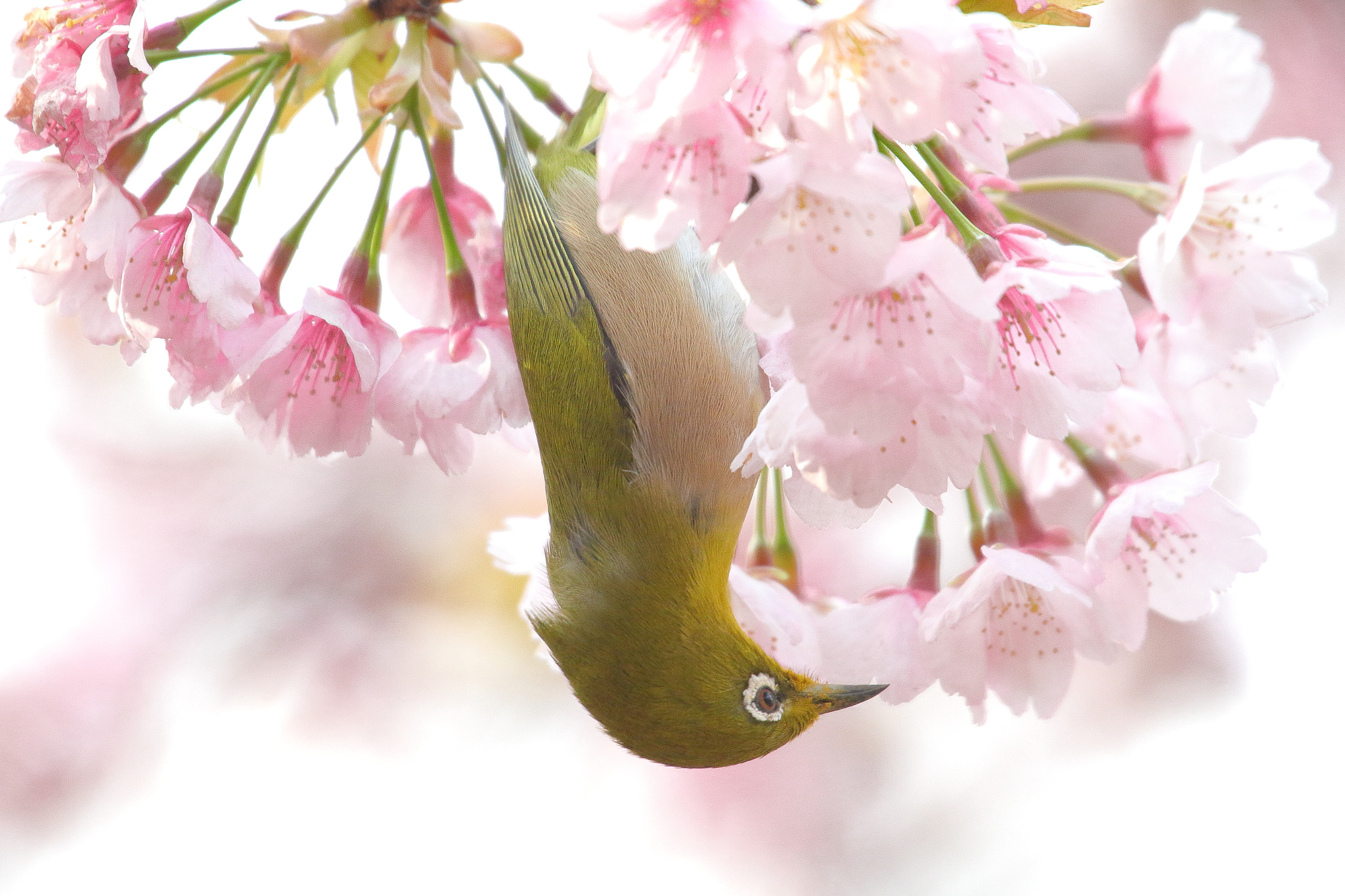 Canon EOS 7D Mark II sample photo. Cherry blossom & green bird photography