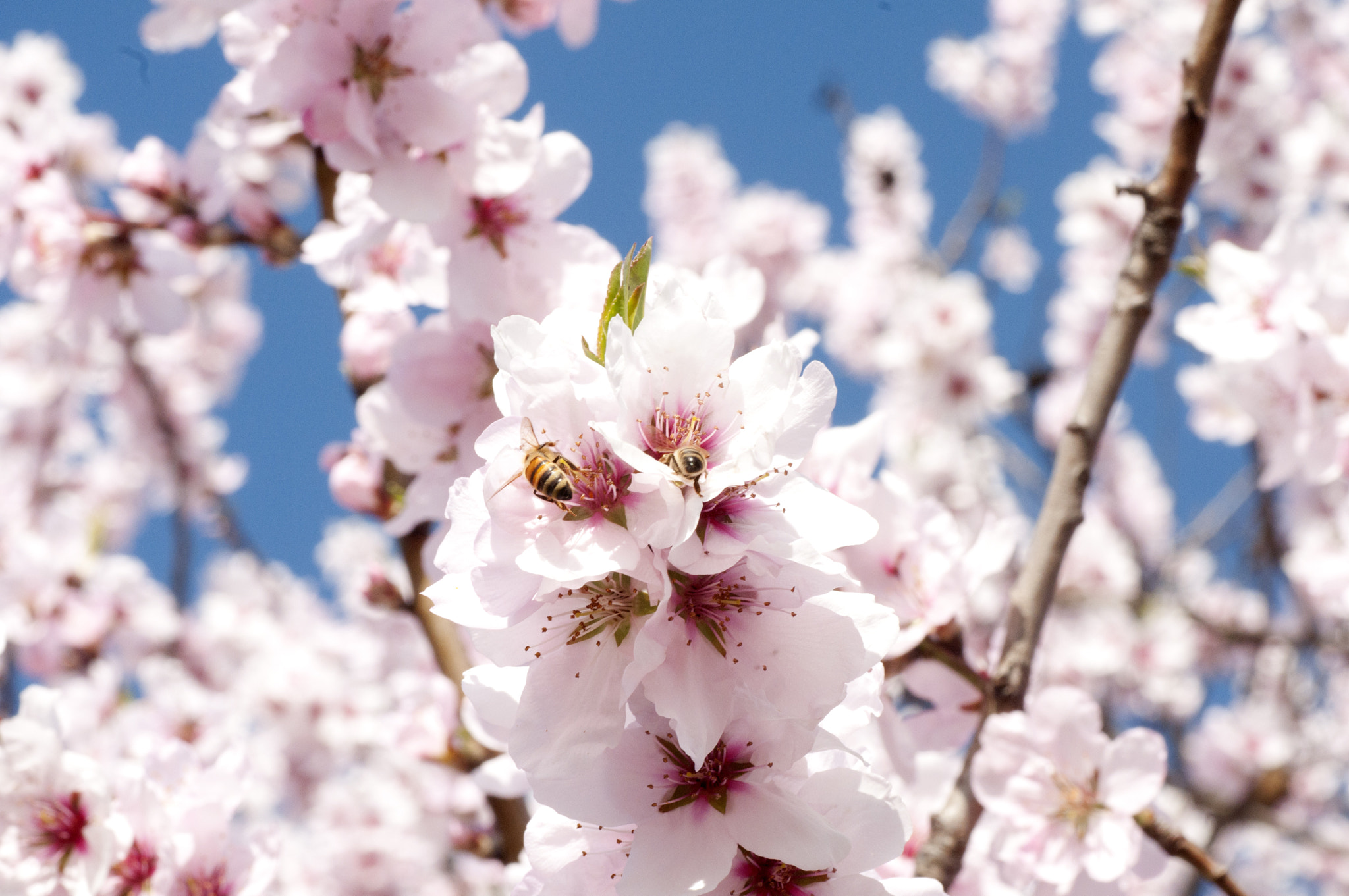 Nikon D300S sample photo