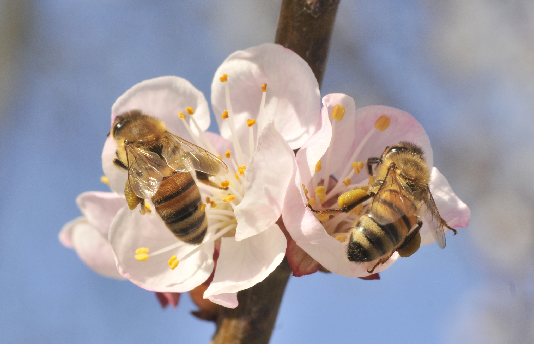 Nikon D300S sample photo. Bees photography