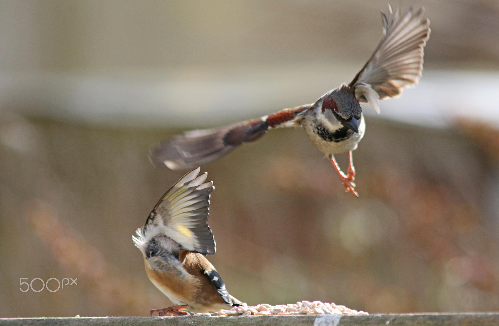 Canon EF 70-200mm F2.8L USM sample photo. Headless goldfinch photography