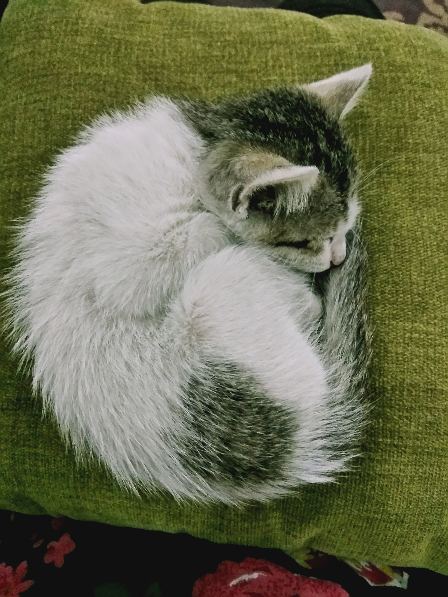LeMobile Le X526 sample photo. Sleep photography