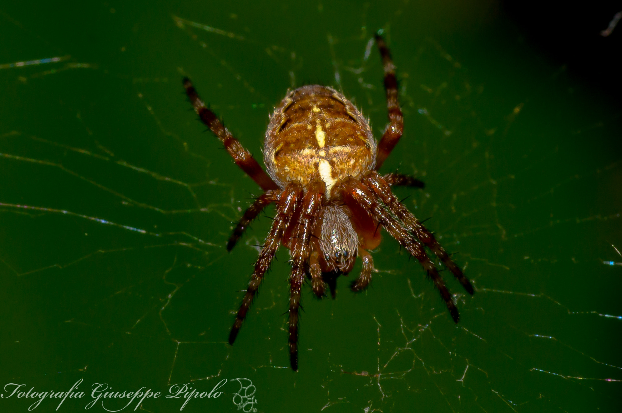 Sony SLT-A55 (SLT-A55V) + Tamron SP AF 90mm F2.8 Di Macro sample photo. Araneus diadematus photography