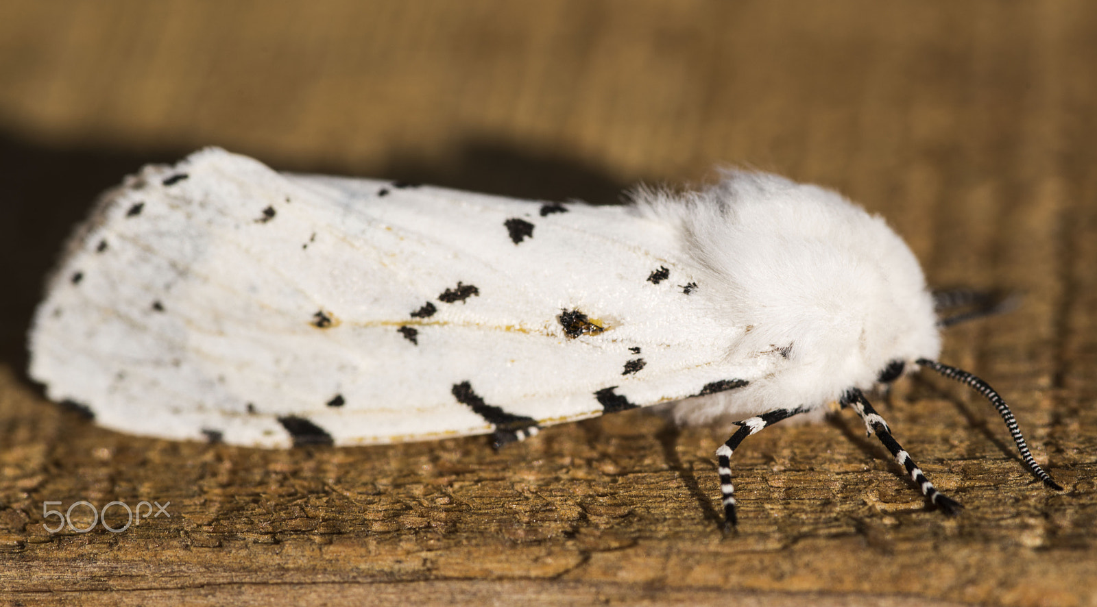 Nikon D810 + Tokina AT-X Pro 100mm F2.8 Macro sample photo. White moth photography