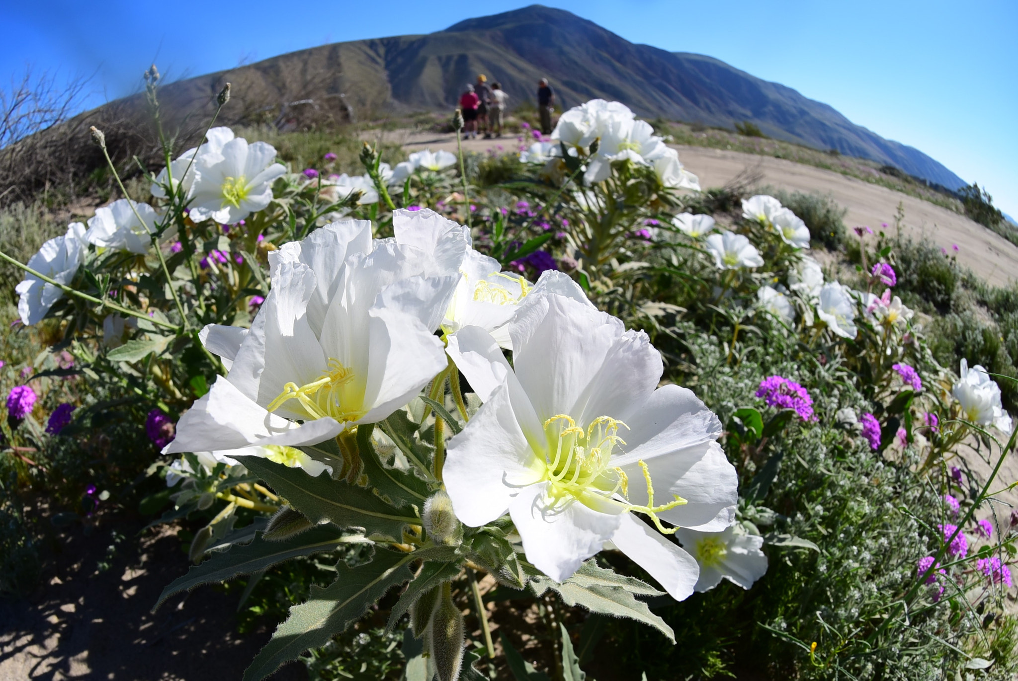 Nikon AF DX Fisheye-Nikkor 10.5mm F2.8G ED sample photo. Wild flowers photography