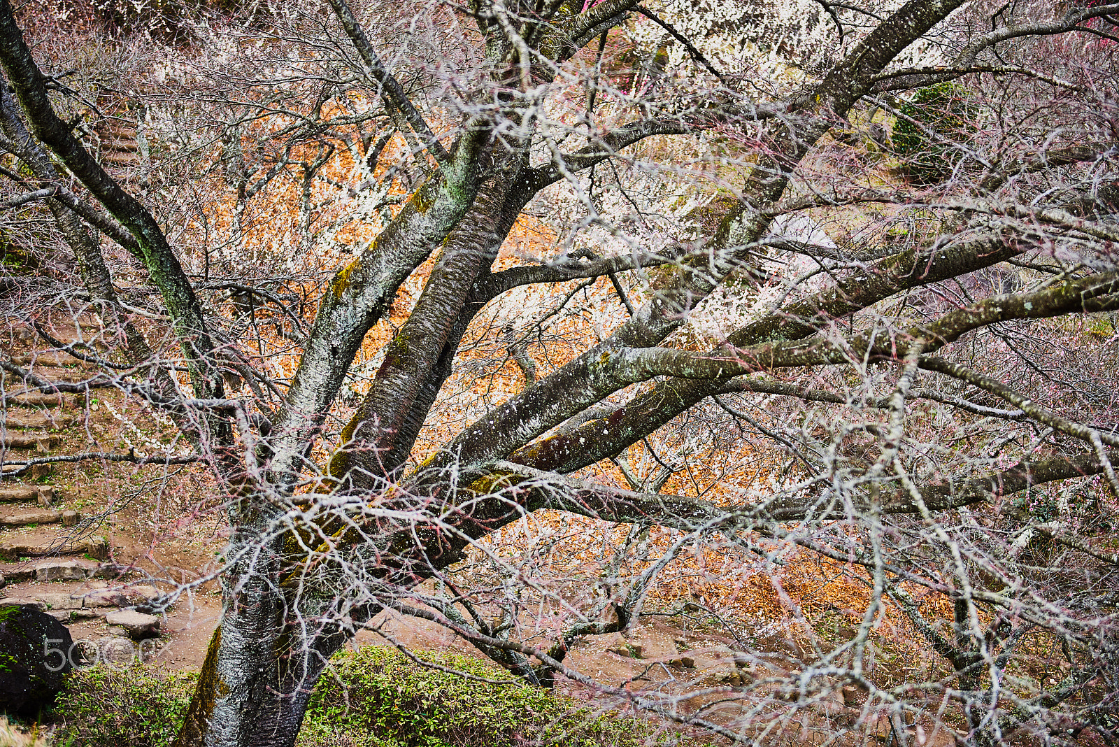 Nikon AF-S Nikkor 24-70mm F2.8G ED sample photo. Flower storm photography