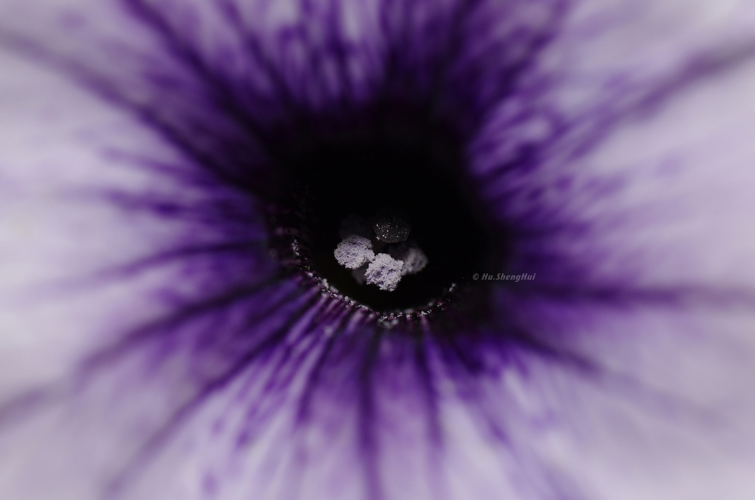 Pentax K-5 sample photo. Flower photography