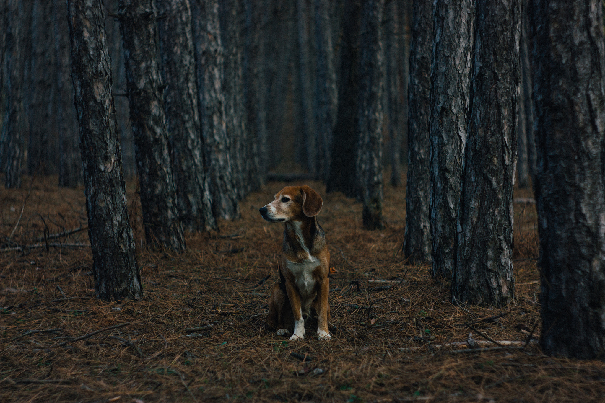 Canon EF 35-80mm f/4-5.6 sample photo. В соснах photography