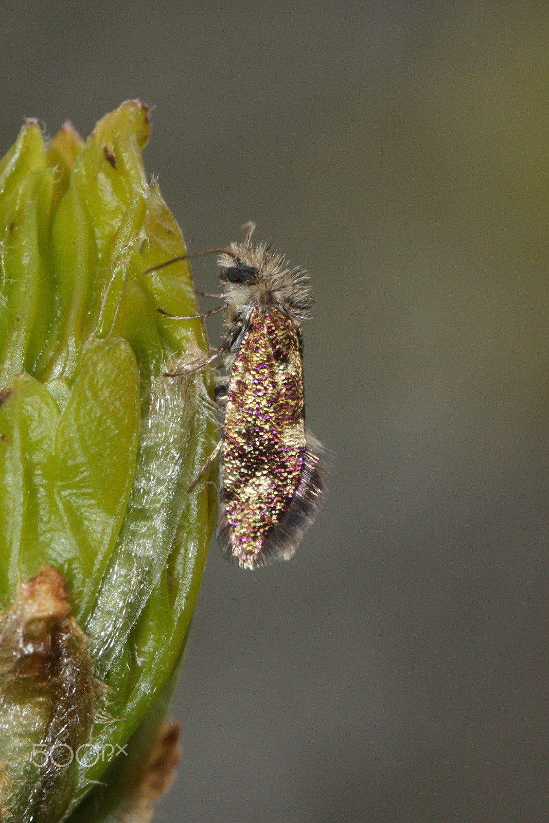 Canon EF 100mm F2.8L Macro IS USM sample photo. Dyseriocrania subpurpurella photography