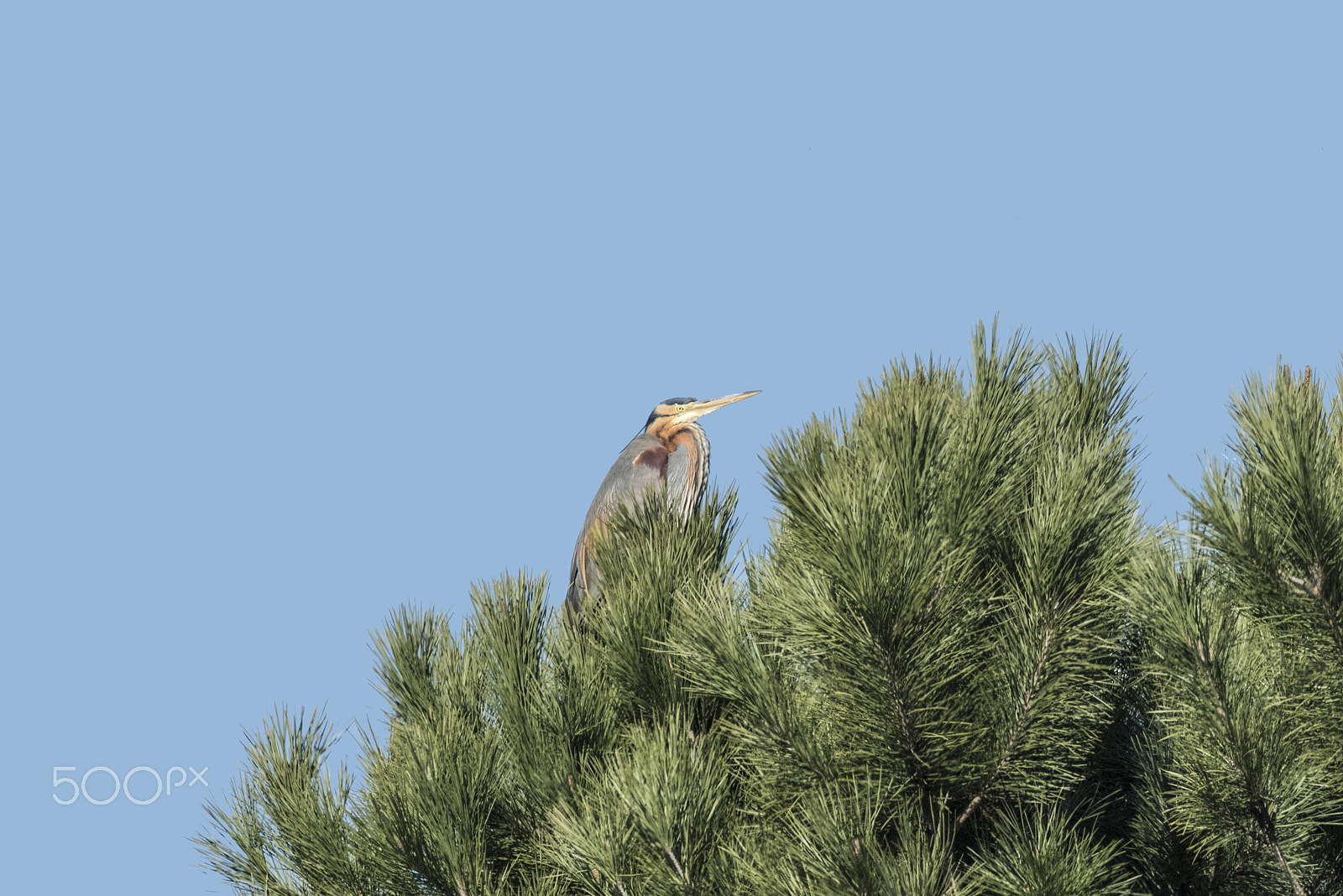 Sigma 150-600mm F5-6.3 DG OS HSM | C sample photo. Rare red heron photography