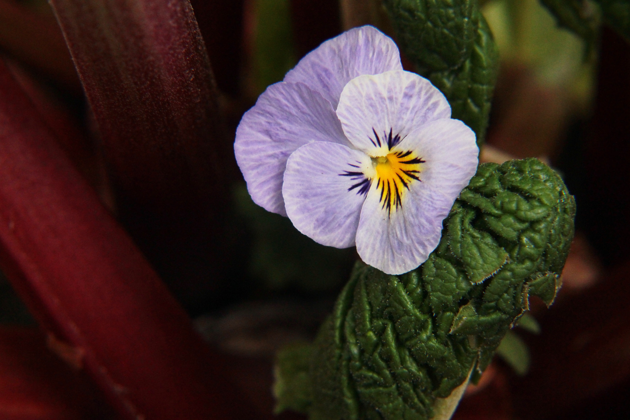 Canon EF-S 55-250mm F4-5.6 IS II sample photo. Little one photography