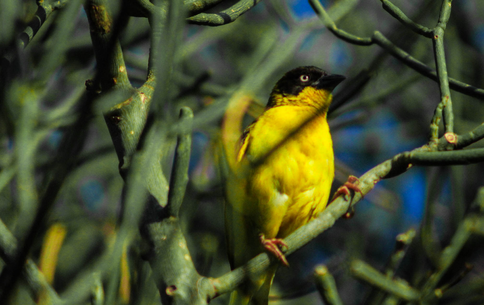 Canon EOS 100D (EOS Rebel SL1 / EOS Kiss X7) sample photo. Birds photography