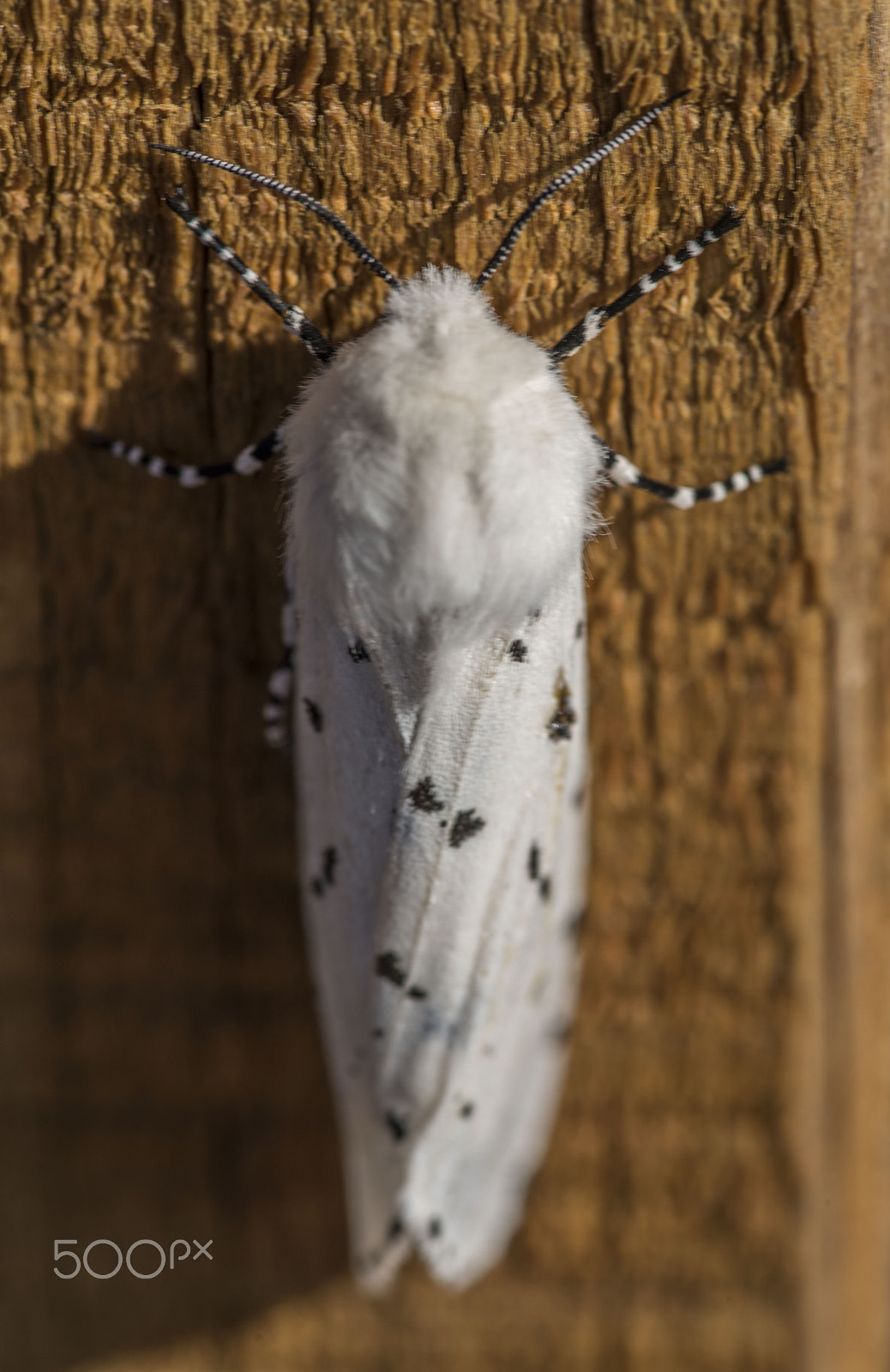 Nikon D810 + Tokina AT-X Pro 100mm F2.8 Macro sample photo. White moth photography