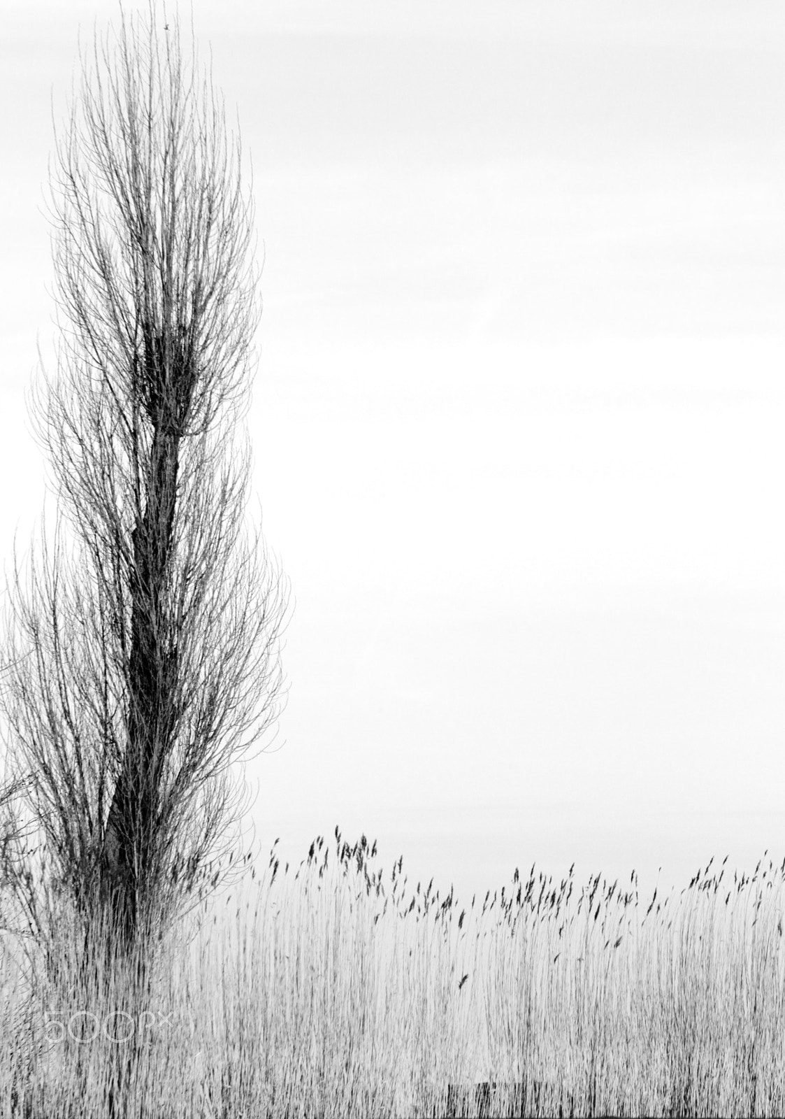 Tamron SP 35mm F1.8 Di VC USD sample photo. Reed and tree photography