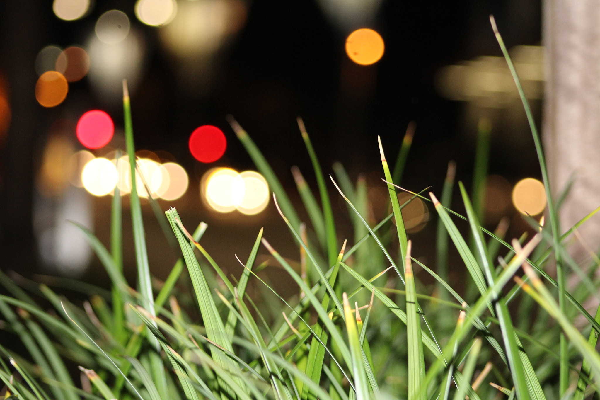 Canon EF 75-300mm f/4-5.6 USM sample photo. Bokeh photography