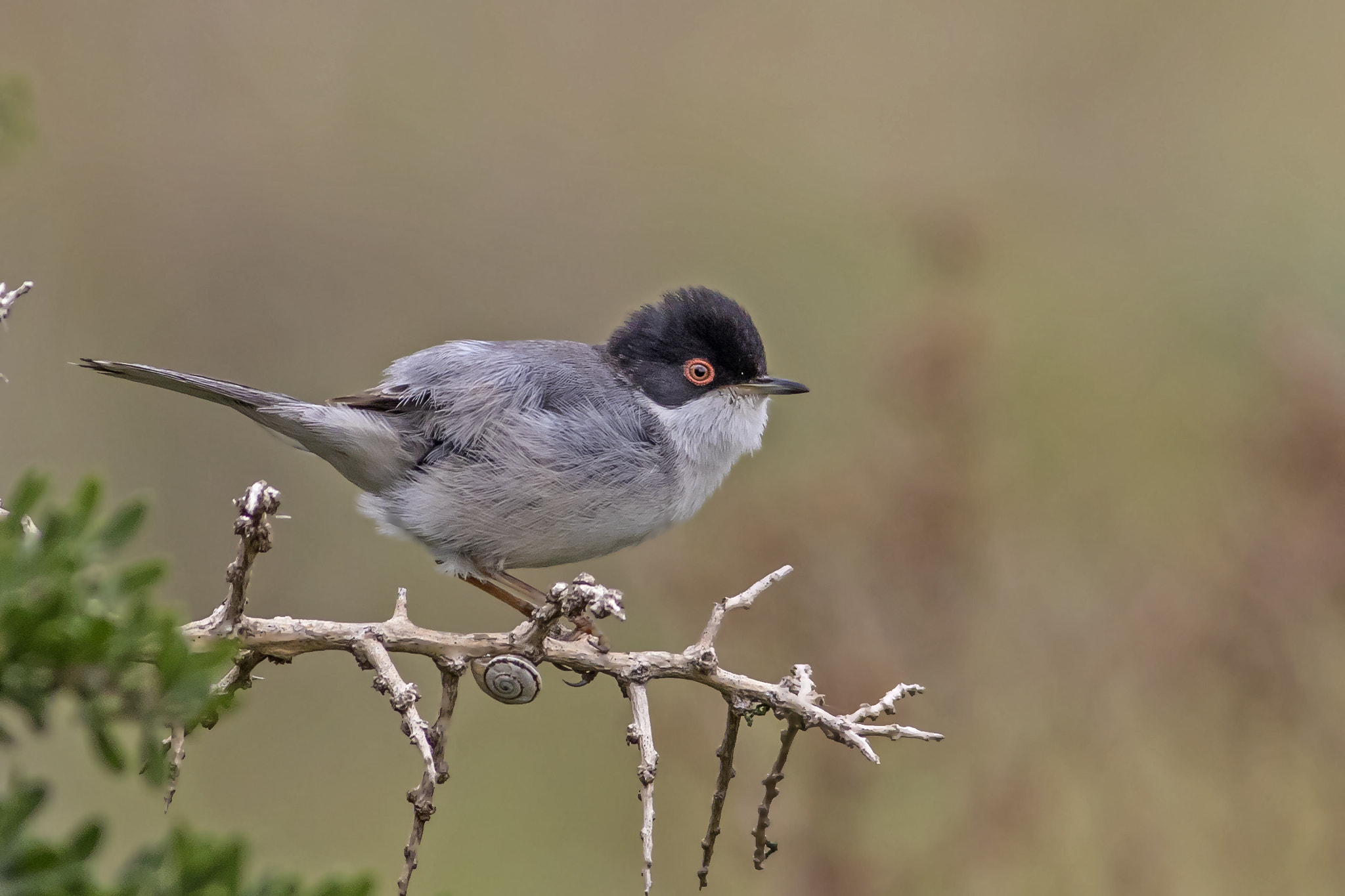 Canon EOS 7D Mark II + Canon EF 400mm F5.6L USM sample photo. Sylvia melanocephala photography