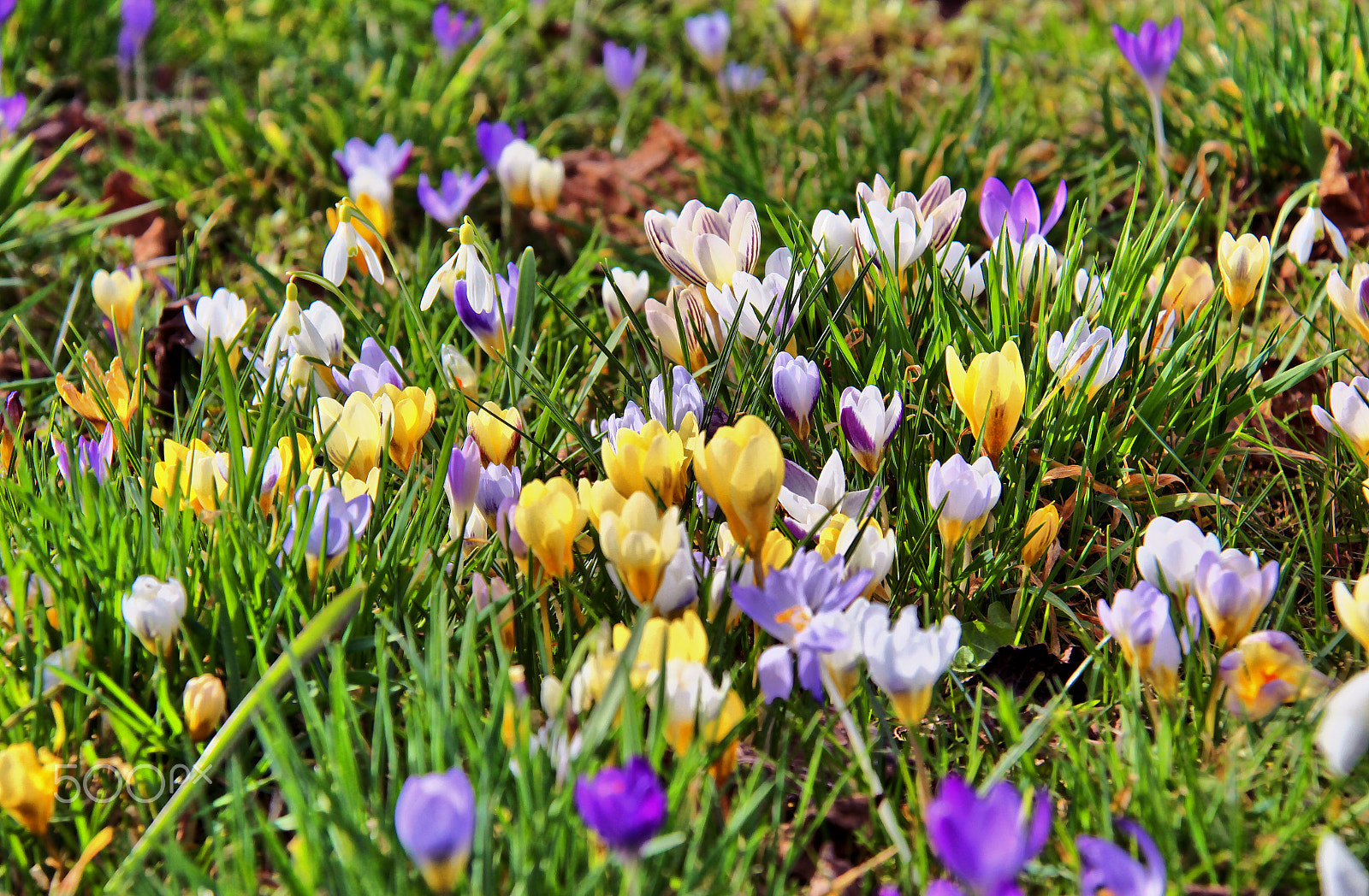 Canon EF-S 18-200mm F3.5-5.6 IS sample photo. Spring colours photography