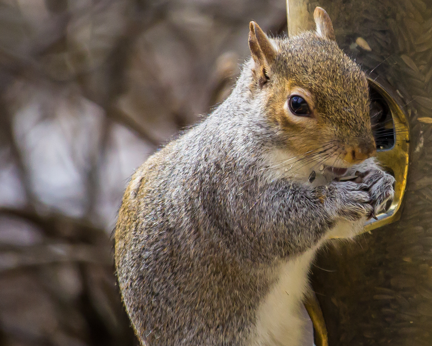 Canon EF-S 55-250mm F4-5.6 IS STM sample photo. Don't judge me for being nutty!  photography